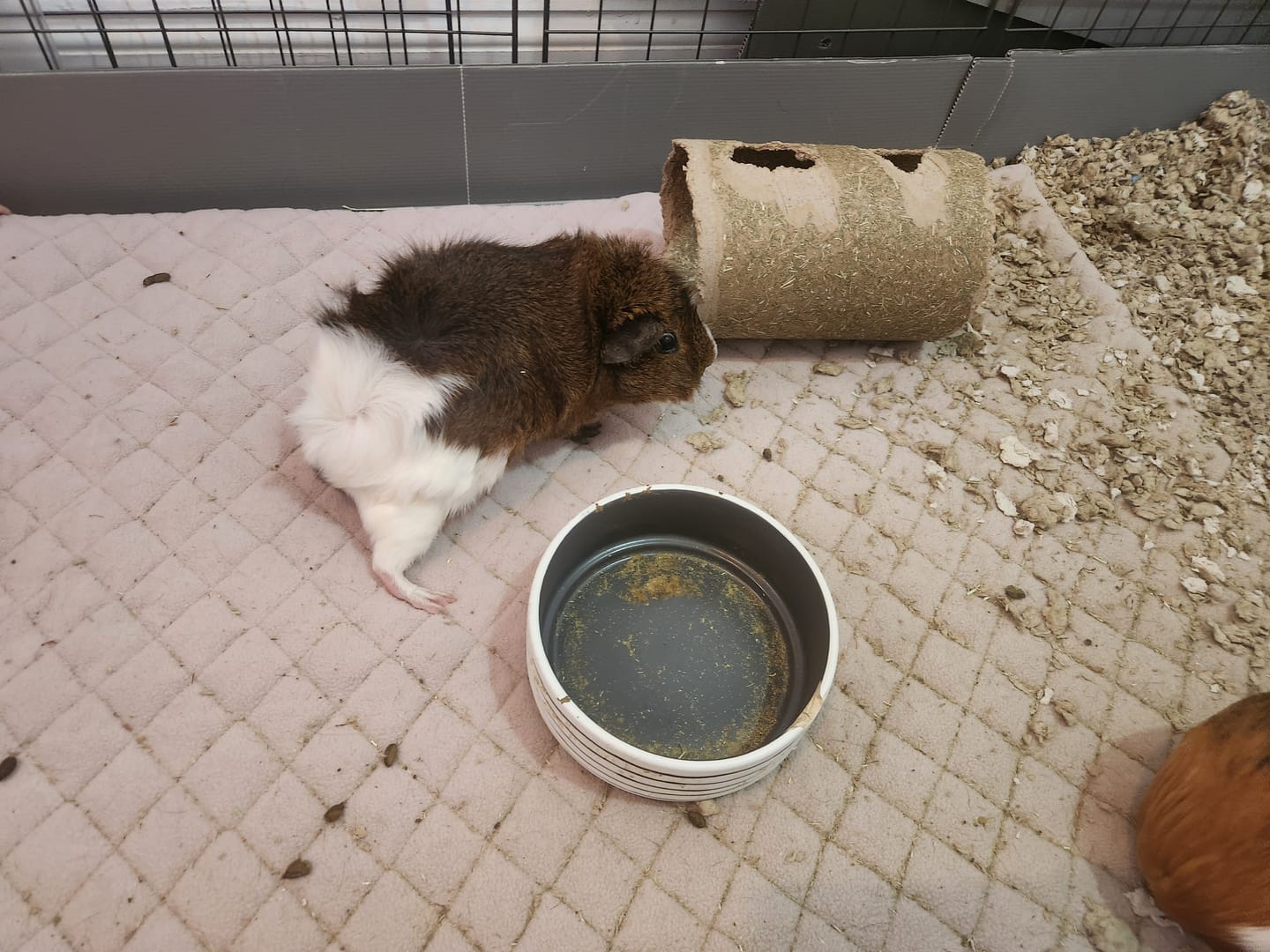 Customer photo review of Piggy Condo C&C Cage with Balcony & Ramp
