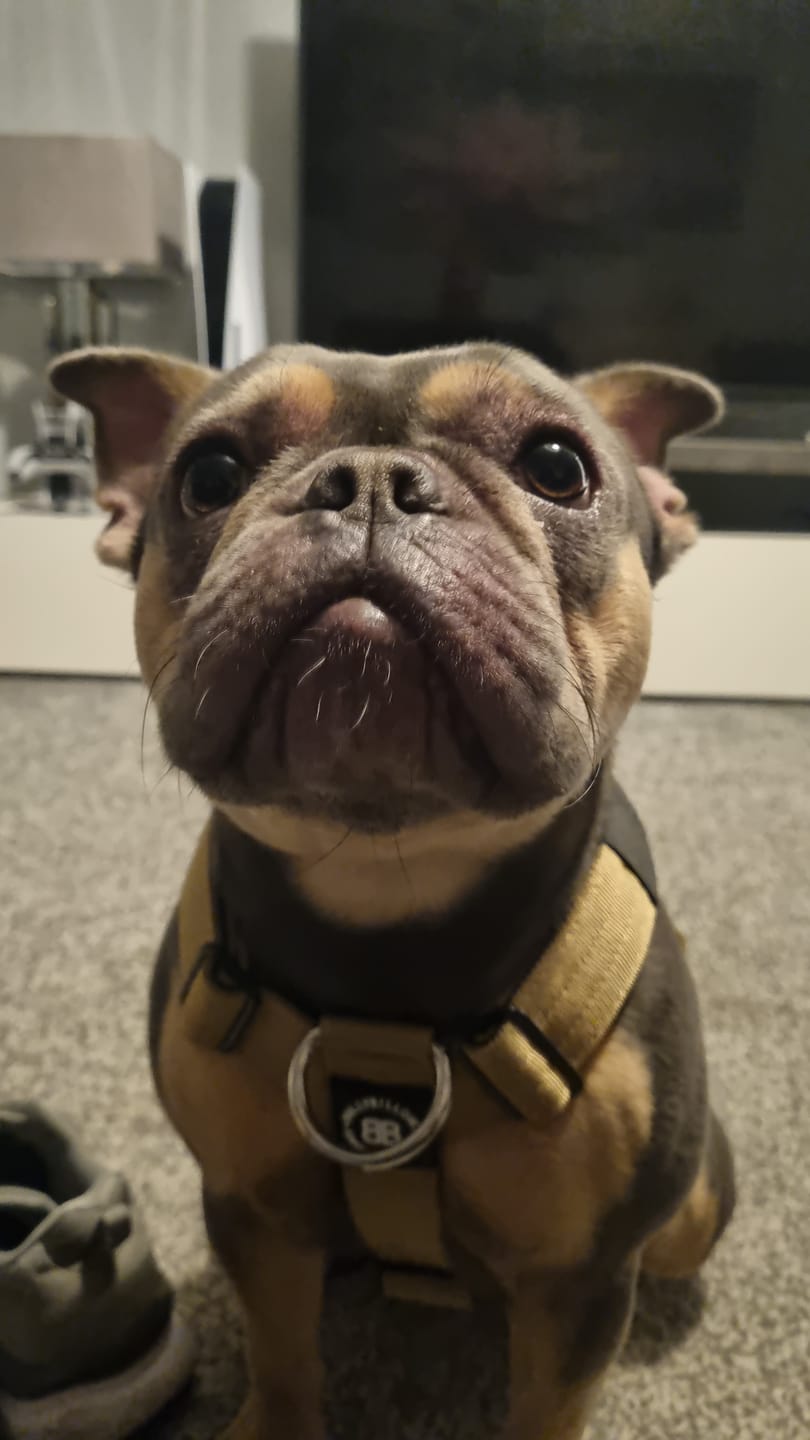 Customer photo review of Training Anti Pull TRI-Harness® | M-XL Breeds - Tan