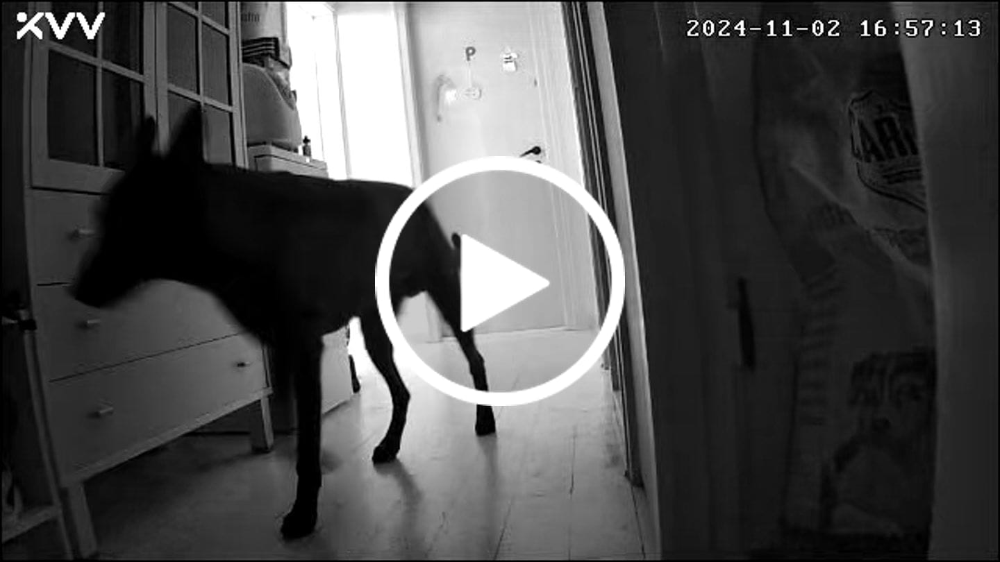 Customer video review of Furpect Overvågningskamera 3.0 i HD