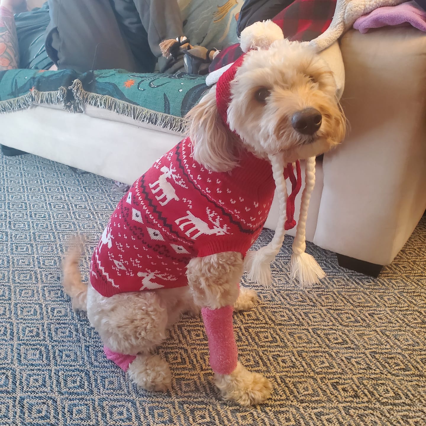 Customer photo review of Knit Christmas Dog Sweater - Dasher Red