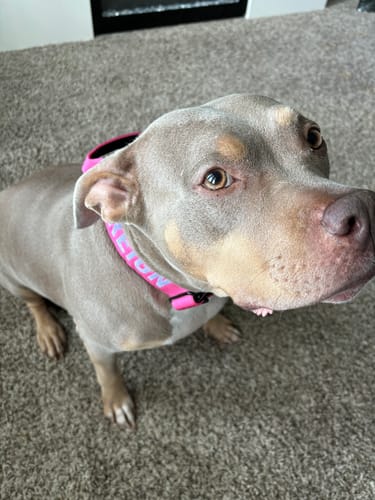 Customer photo review of Pink Bully Proof Collar