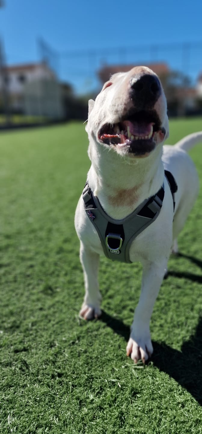 Customer photo review of Hurricane Harness - Non Restrictive, With Handle, Adjustable & Reflective - All Breeds - Grey