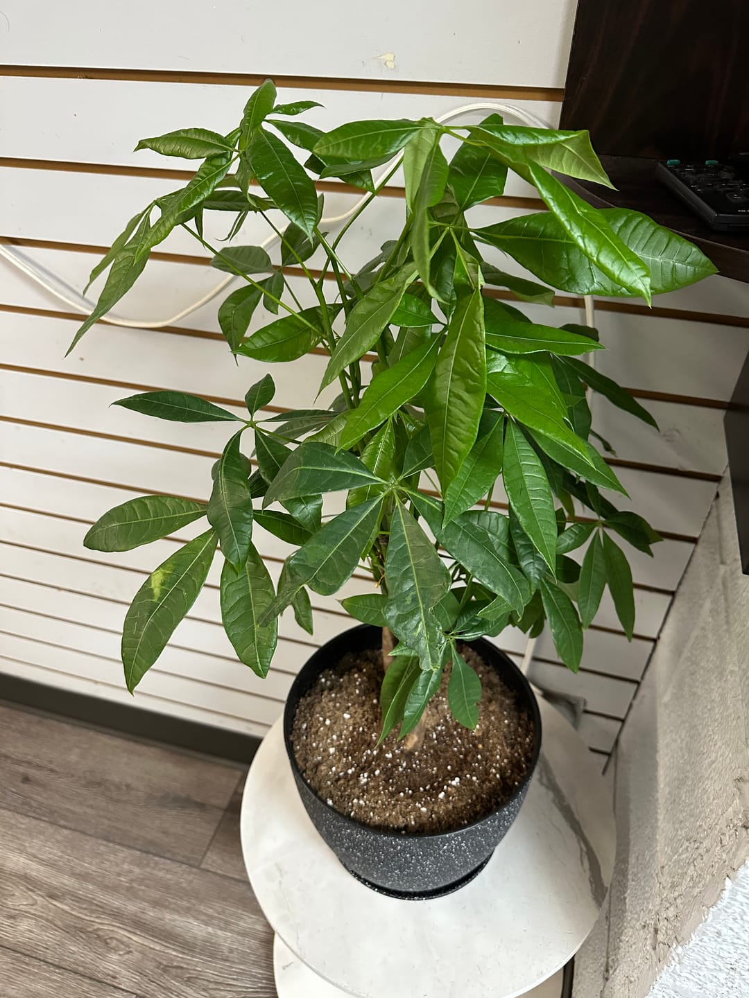Customer photo review of Money Tree Braided, Pachira Aquatica, Good Luck Tree