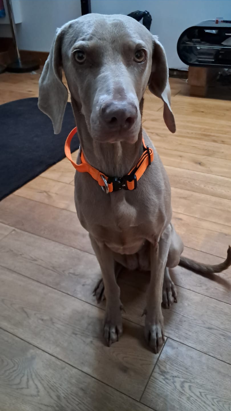 Customer photo review of 2.5cm Combat® Collar | With Handle & Rated Clip - Orange