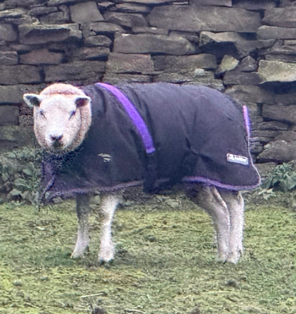 Customer photo review of Sheep Coat | Waterproof