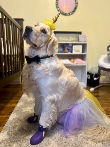 Customer photo review of WagWellies® by wagwear