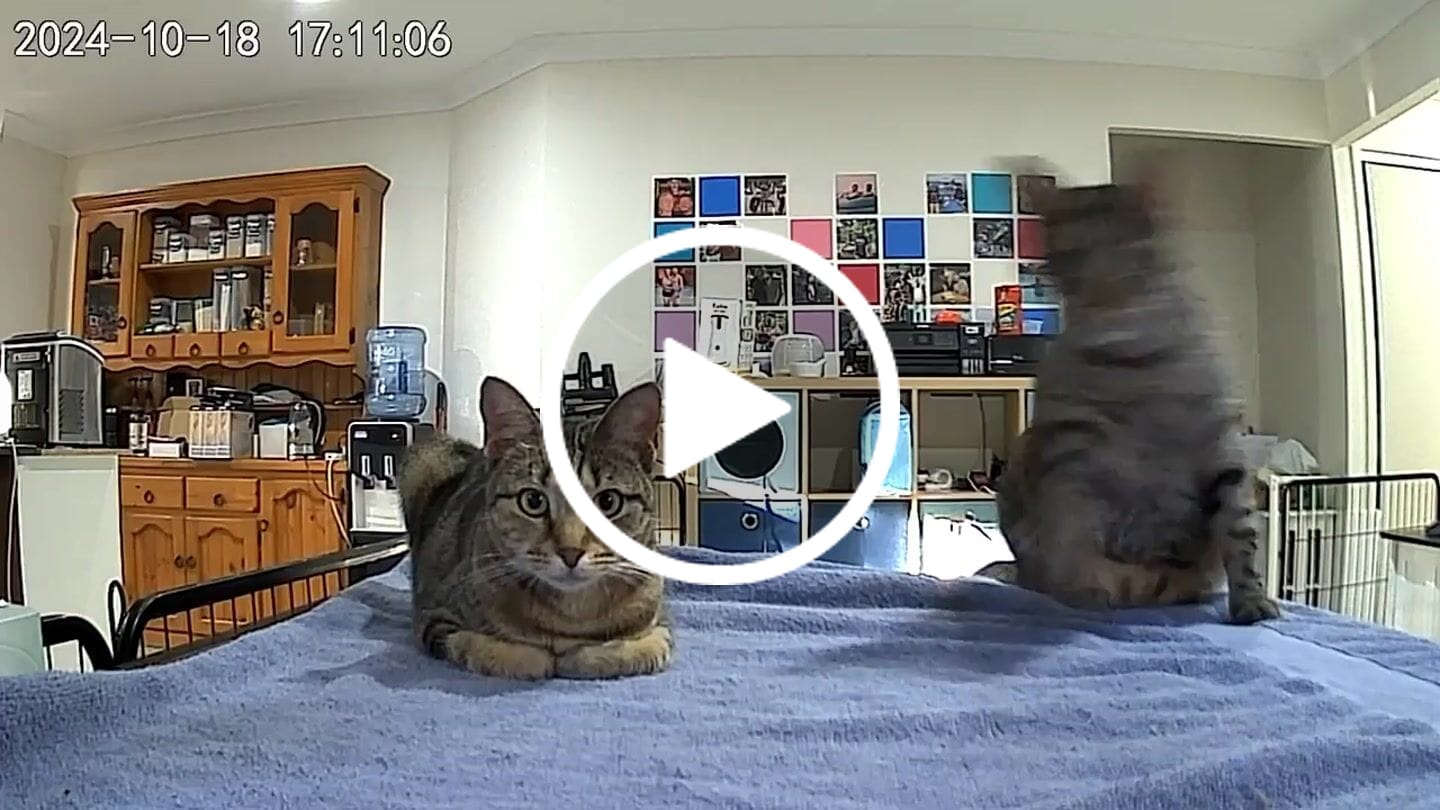 Customer video review of PaWz 5L Auto Pet Feeder Camera Smart Wi-Fi App Food Dispenser