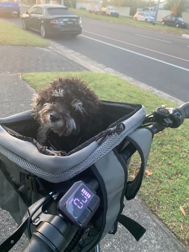 Customer photo review of All In One Pet Carrier Bag | Dog Bike Basket | Backpack for Dogs & Cats | Car Booster Seat