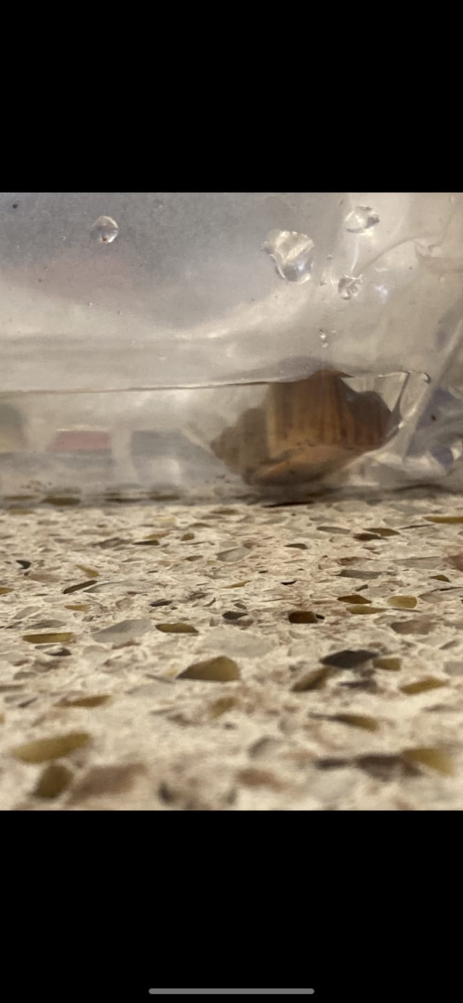 Customer photo review of Albino Mystery Snail