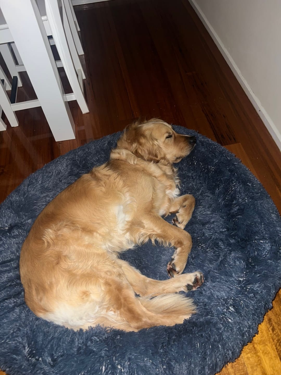 Customer photo review of Calming Dog Bed