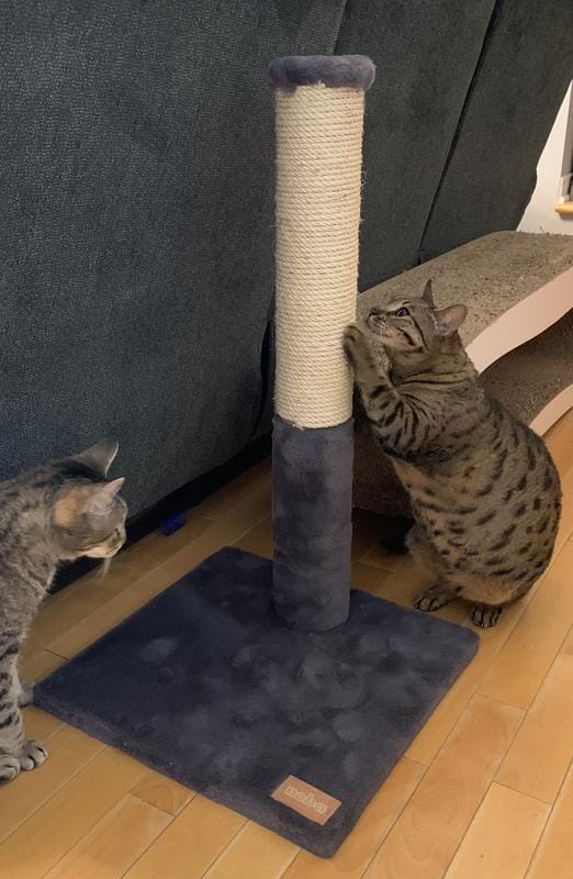 Customer photo review of Noba Classic 28" Scratching Post - Grey Faux Fur