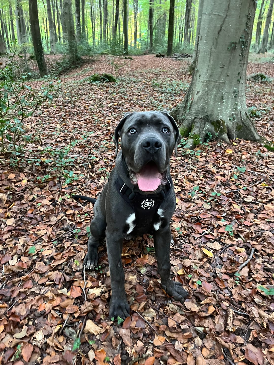 Customer photo review of Comfort Premium Harness | Non Restrictive - Black