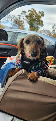 Customer photo review of Playa Poncho - Surprise Color