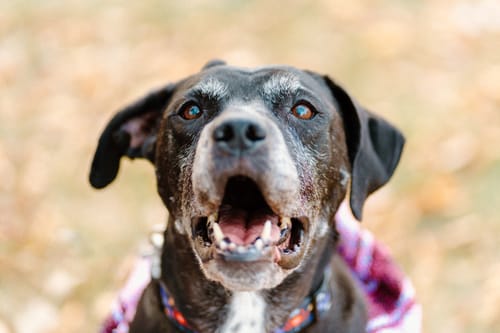 Customer photo review of Playa Poncho - Surprise Color