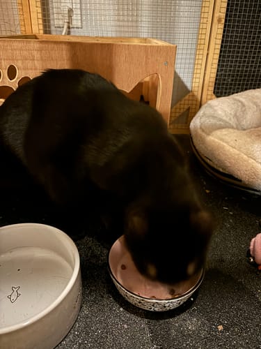 Customer photo review of Tuna & Salmon Recipe Flaked Dinner In Broth Adult Cat Food, 2.8-oz, Case of 12