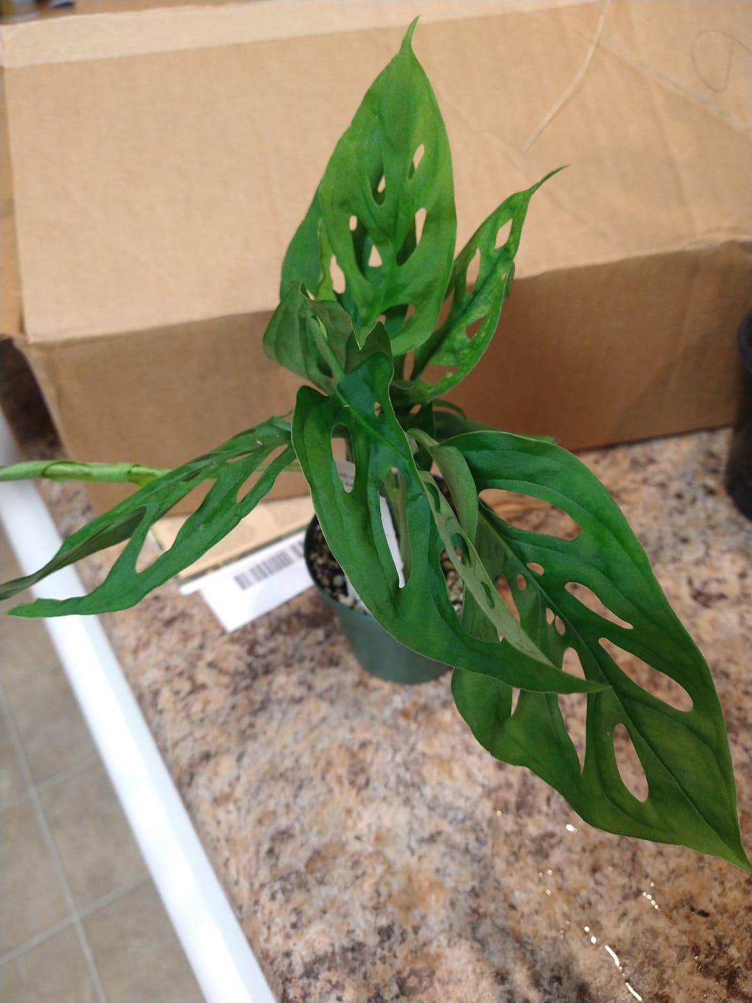 Customer photo review of Monstera adansonii 'Double Windows'
