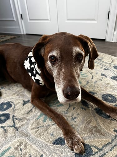 Customer photo review of Probiotic Lickable