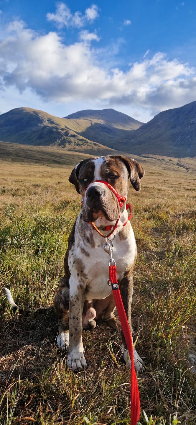 Customer photo review of Training Double Ended Lead | 2m Length | Multifunctional - Red