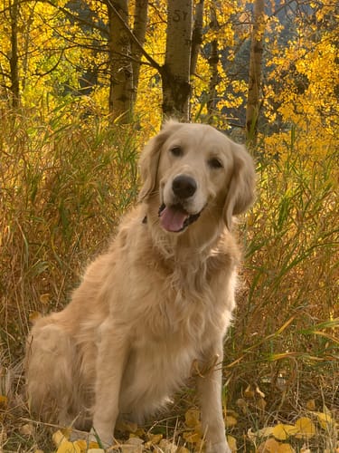 Customer photo review of Golden Gravy