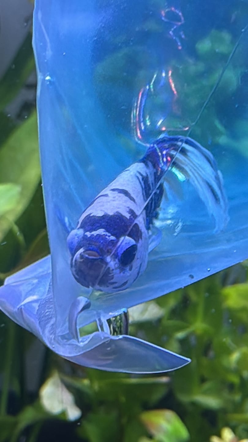 Customer photo review of Blue Marble Dot Halfmoon Male Betta Fish | Grower Pick