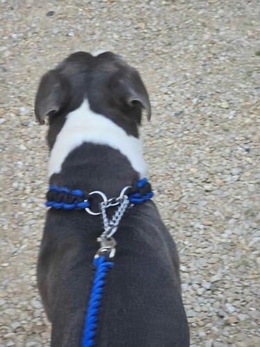 Customer photo review of COLLIER + LAISSE "BLACK & BLUE ARMY"