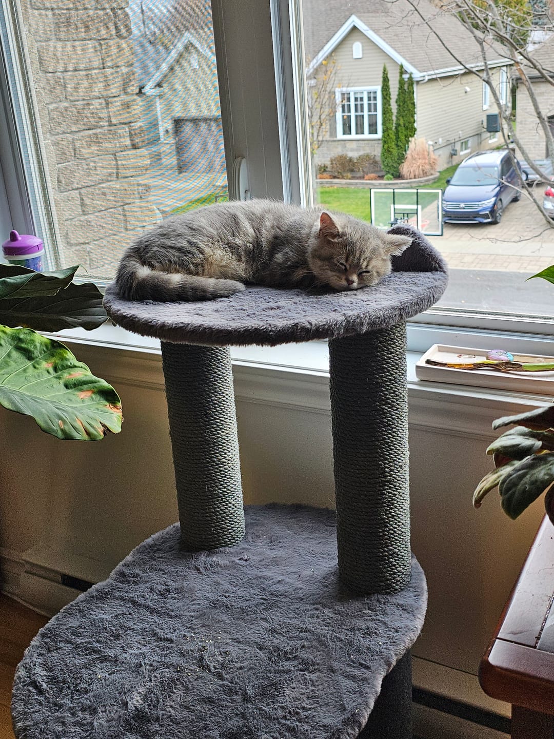 Customer photo review of Relaxation Cat Tree - Grey Faux Fur