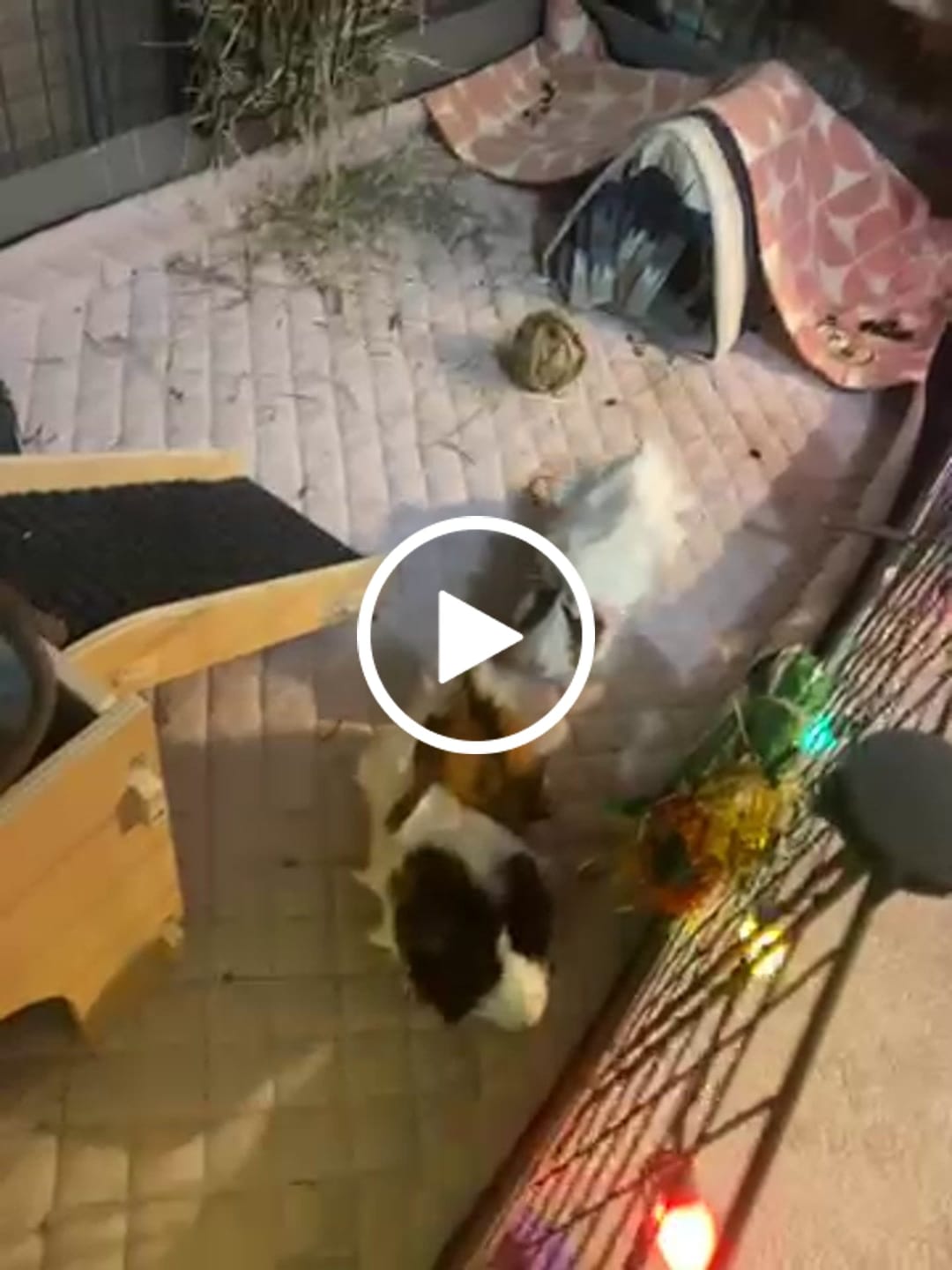 Customer video review of Premium GuineaDad Liner