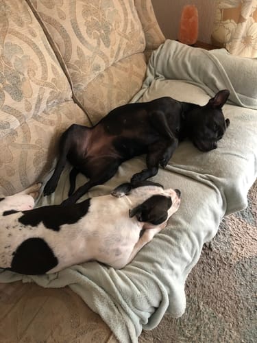 Customer photo review of Canagan Free Run Chicken Grain Free Dog Food