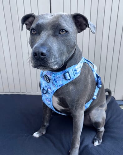 Customer photo review of Disney© Tough Trails™ Harness - Eeyore