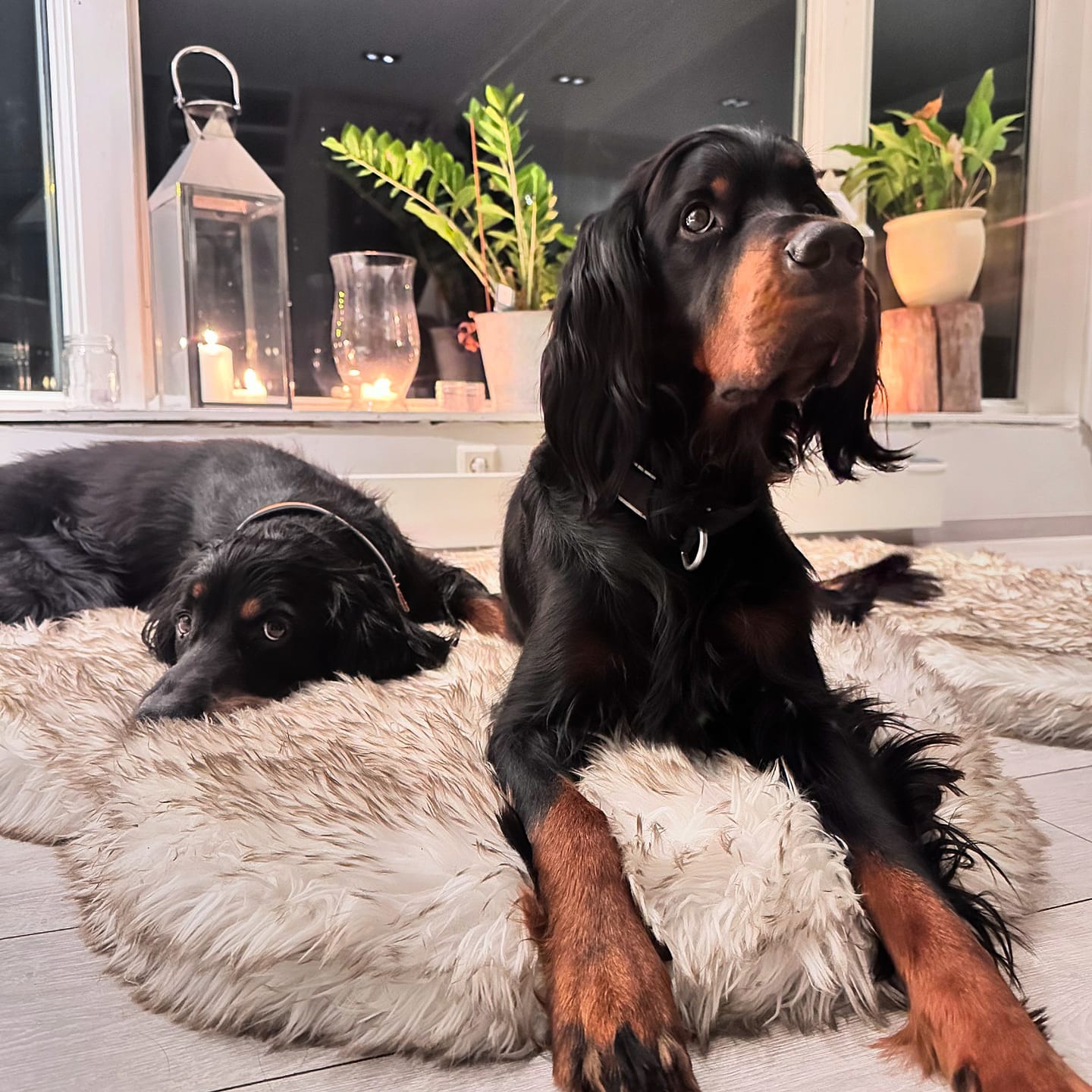 Customer photo review of ComfyRug Original - Hundeseng med premium memory foam