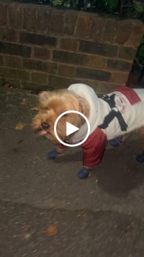 Customer video review of WagWellies® by wagwear