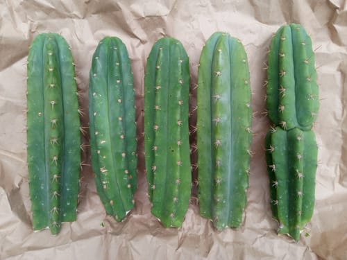 Customer photo review of San Pedro Cactus | Bulk Cutting Packs | Echinopsis (Trichocereus) Pachanoi