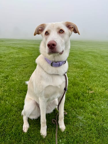 Customer photo review of Vegan Leather Dog Collar - Lilac
