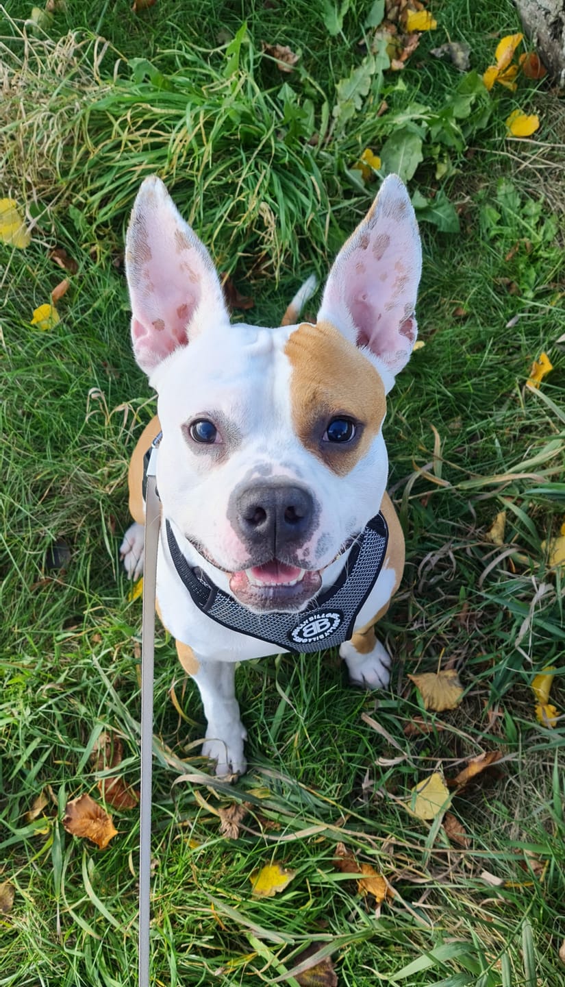 Customer photo review of Active Harness | With Handle - Padded Lining & Highly Reflective - Black
