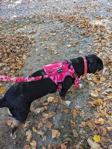Customer photo review of NEW Upgraded Tactical No-Pull Team K9™ Dog Harness with 4 Quick-Release Metal Buckles, Reinforced Front & Back D-Rings, Hook & Loop Panels, Adjustable Straps, Reflective Strips, & Top Handle