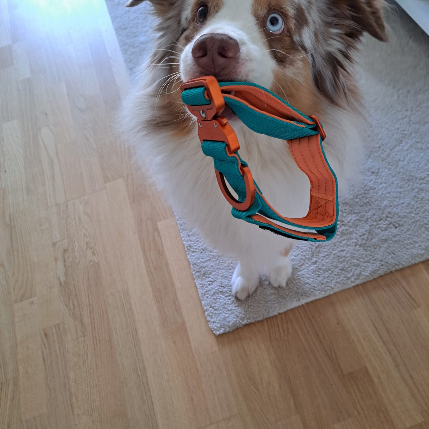 Customer photo review of 4cm LIGHTER Combat® Collar | Handle Rated Clip - Turquoise & Orange