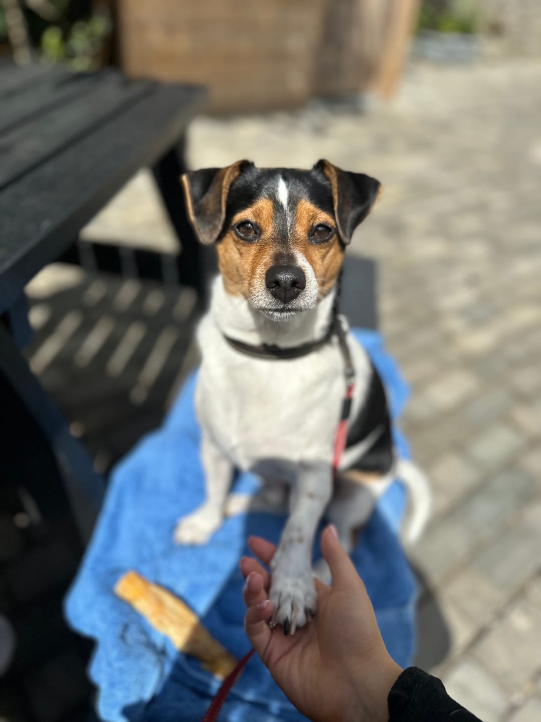 Customer photo review of Scottish Salmon Dry Food