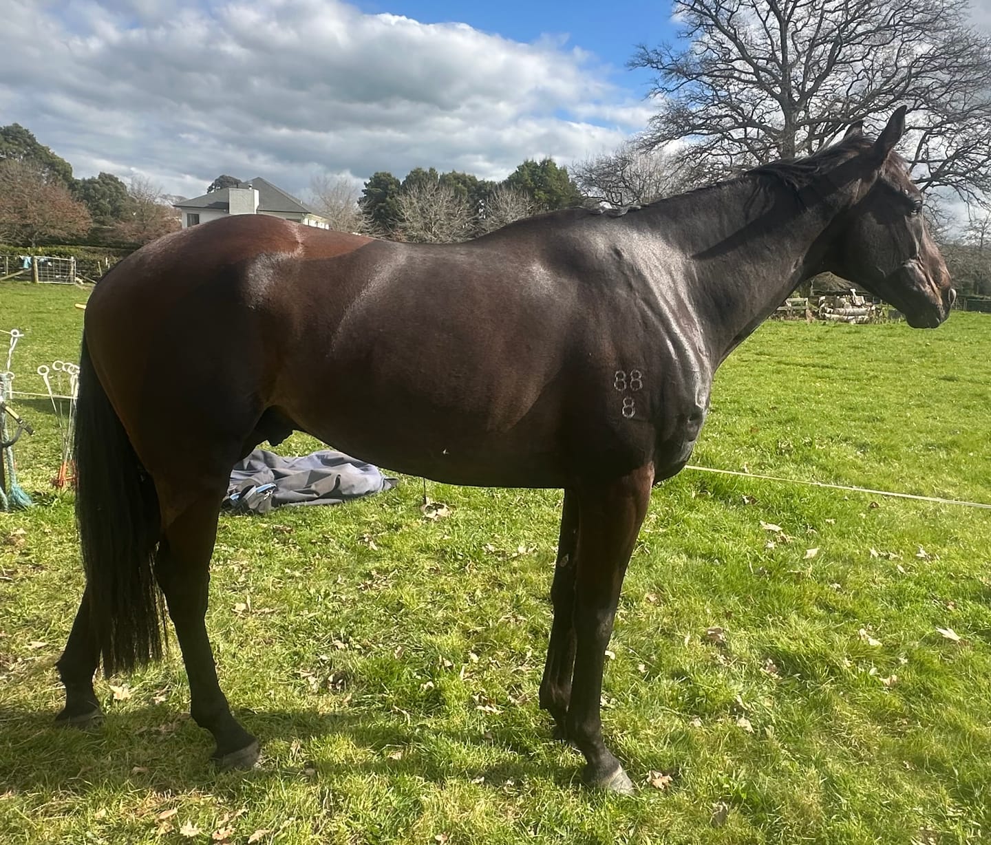 Customer photo review of Digestive RP - Sporthorse gut supplement