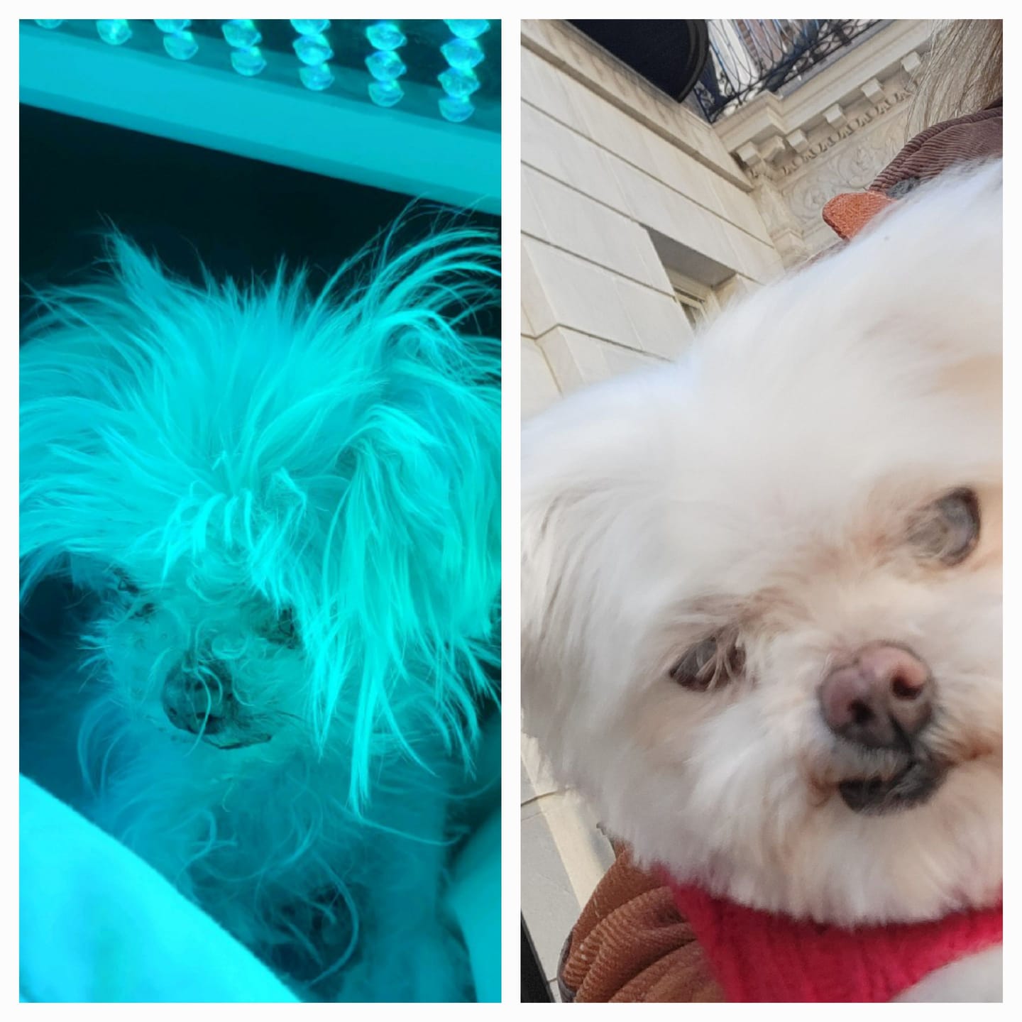 Customer photo review of Hemp Oil for Dogs and Cats - 900mg - 1oz