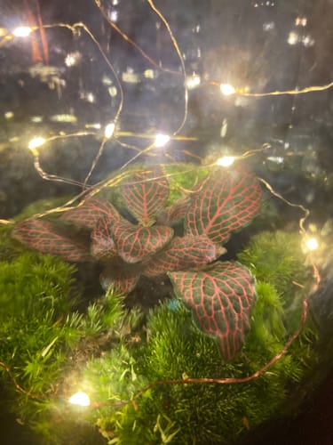 Customer photo review of Substrat-Set für Flaschengärten