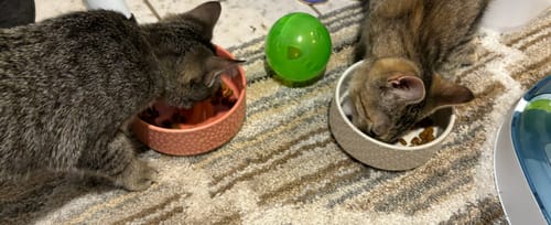 Customer photo review of Digestion Health Supplement, 3.2-oz, 90 Soft Chews