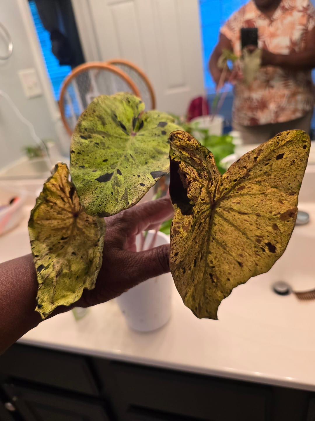 Customer photo review of Colocasia esculenta 'Mojito'