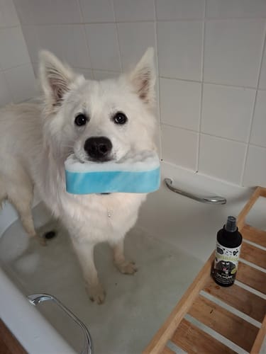 Customer photo review of Zingy Dog Cologne (Grapefruit & Orange)