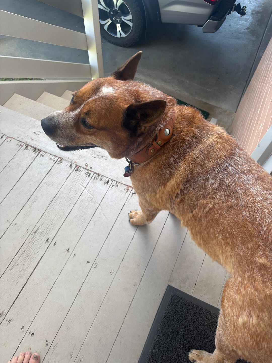 Customer photo review of Keepaws™ Leather AirTag Collar