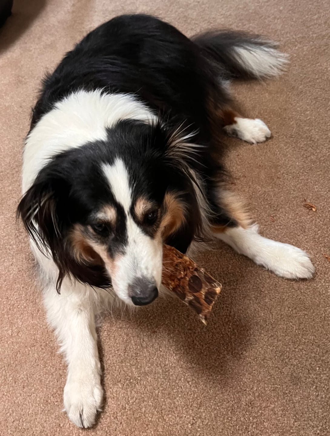 Customer photo review of 12 Inch Beef Jerky Strip