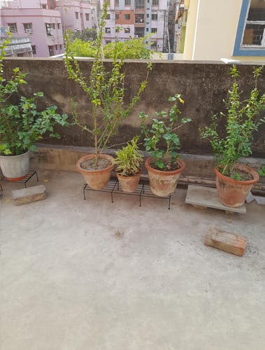 Customer photo review of Metal Plant Stand, Flower Pot Holder ( Black 24*inch)