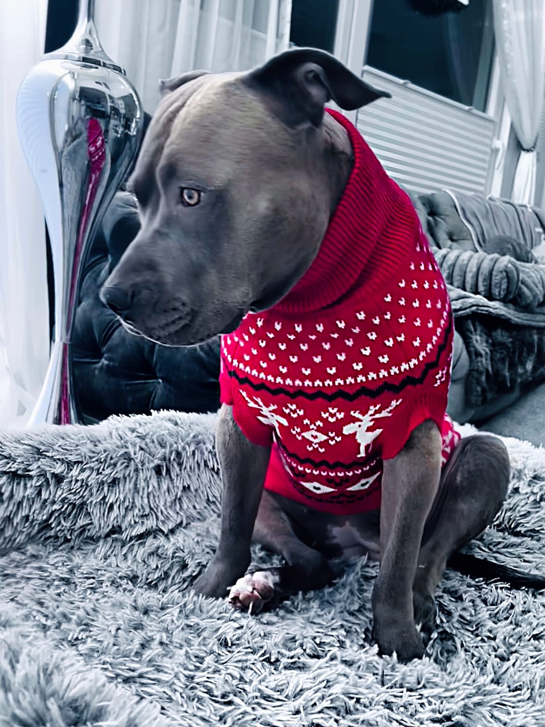 Customer photo review of Knit Christmas Dog Sweater - Dasher Red