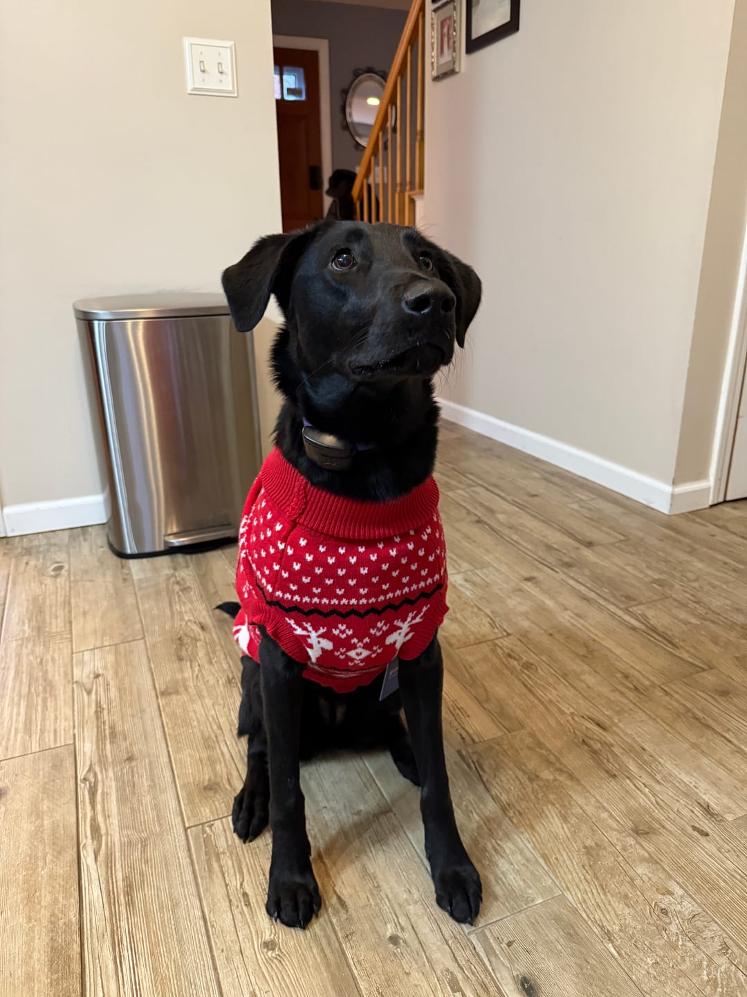 Customer photo review of Knit Christmas Dog Sweater - Dasher Red