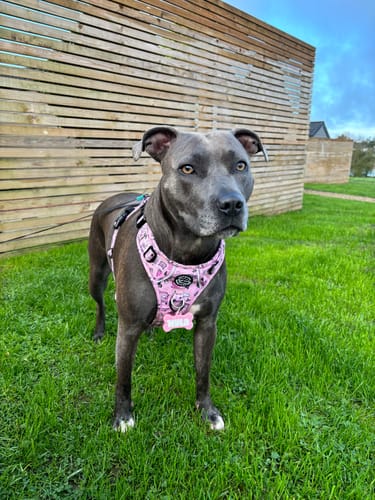 Customer photo review of Tough Trails™ Harness -Betsy's Roadtrip