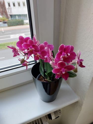 Customer photo review of Table Dance Orchideen Farbmix mit 2+ Stielen im 6er Set